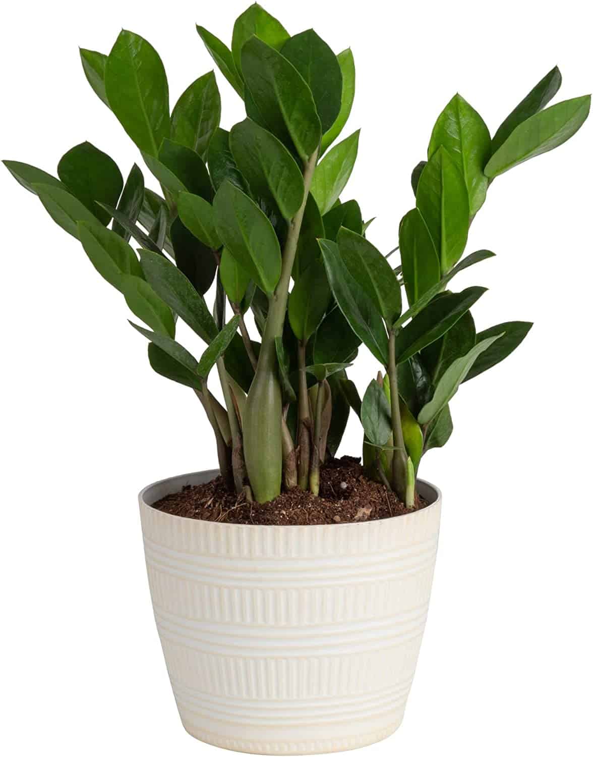 a zz house plant in a pot